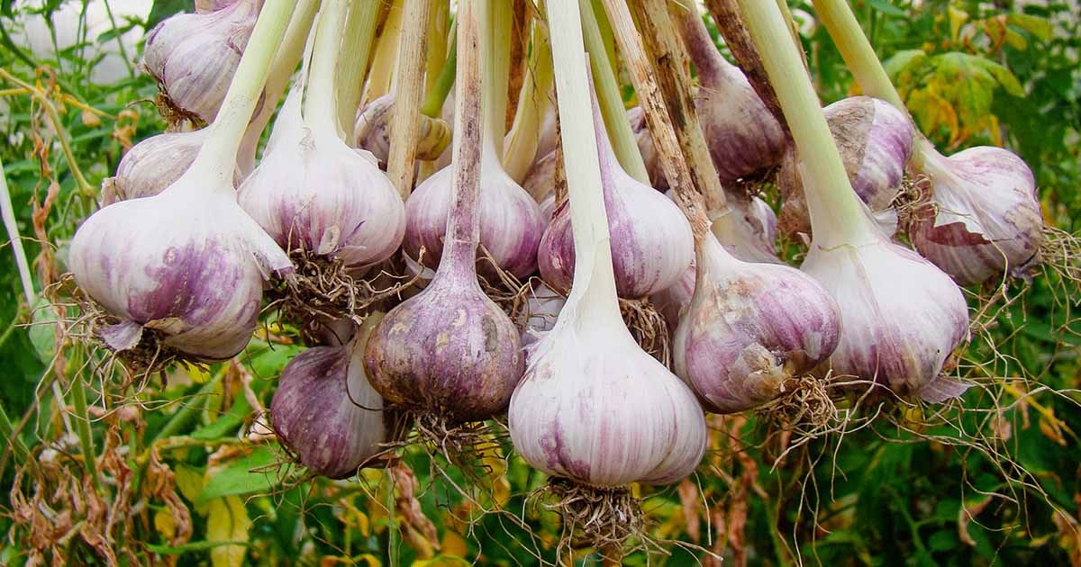garlic farming